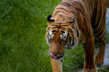 
adult male big tiger on a walk in nature in the park on the green grass in nature