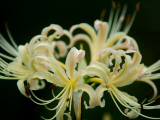 20200926 彼岸花、白 03