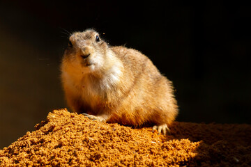 
wild prairie dog on a stone in the wild nature in the desert