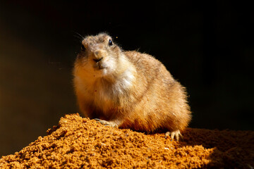 
wild prairie dog on a stone in the wild nature in the desert