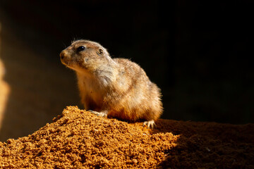 
wild prairie dog on a stone in the wild nature in the desert