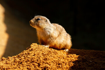 
wild prairie dog on a stone in the wild nature in the desert