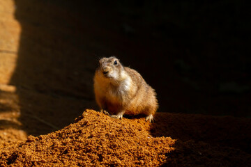 wild adult female gorilla in park 