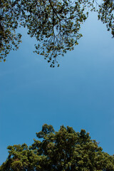 Blue sky with a pair of branch of two trees