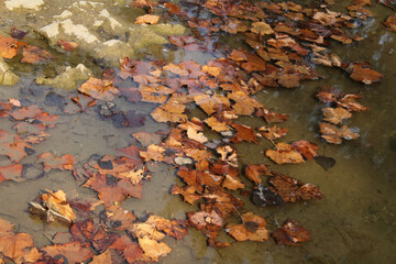 Leaves in the water