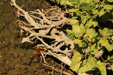 Life and Death at the Bankj