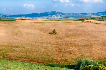 Obraz premium Landscape of dry fields in the countryside in Tuscany, Italy