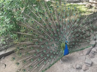 Obraz premium peacock with feathers