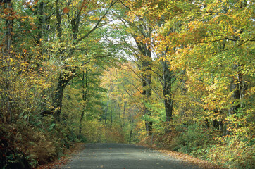Country Road in Fall