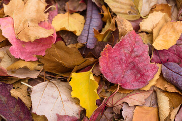 Fall Leaves in Central Oregon