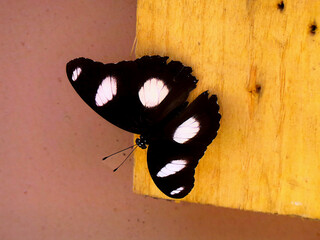 Dunaid Eggfly (Hypolimnas misippus) on the wall perched