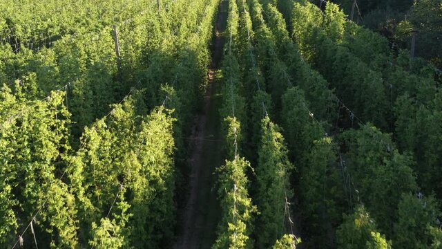 Green field of hops under knitted on ropes.