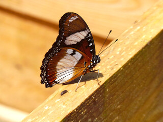 Underside of a Dunaid Eggfly Hypolimnas misippus on wood closeup