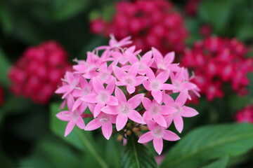 鮮やかなピンクのペンタス