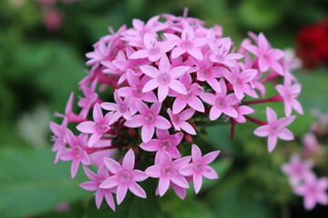 鮮やかなピンクのペンタス