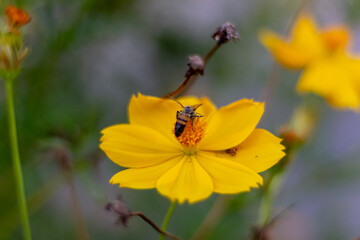 bee on yellow flower