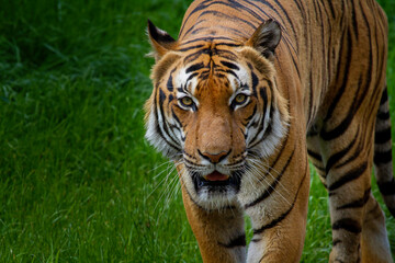 portrait of the head of a wild adult tiger in nature in the park. in the background is blurred green grass.