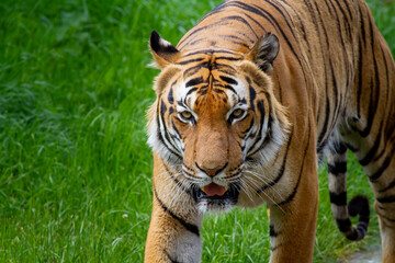 portrait of the head of a wild adult tiger in nature in the park. in the background is blurred green grass.