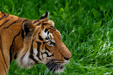 portrait of the head of a wild adult tiger in nature in the park. in the background is blurred green grass.