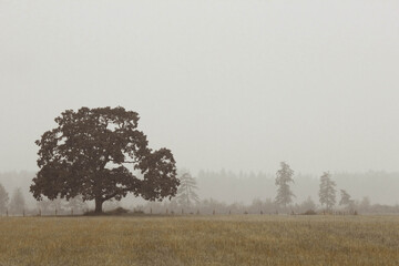 Foggy tree