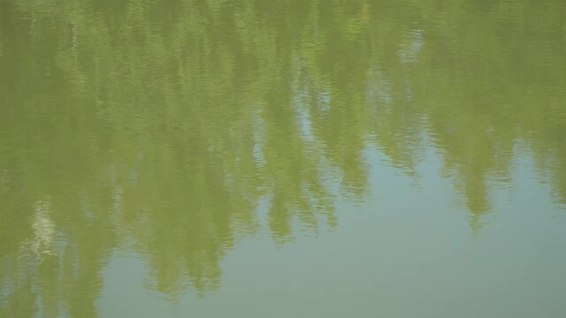 green trees reflection in green calm pond water on a sunny day