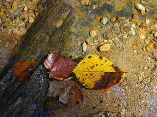 fallen autumn leaves in river