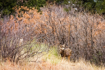 Obraz na płótnie Canvas deer in the field