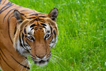 wild adult female gorilla in park 