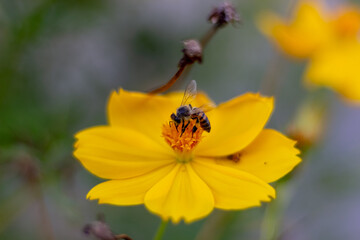 bee on yellow flower