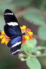 Blue butterfly