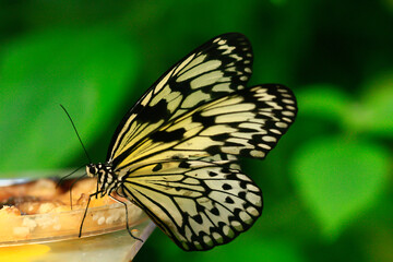 Fototapeta na wymiar wild colorful exotic butterfly on green leaf and blurred background in the jungle