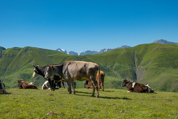 Cows grazing on Alpine meadows on the background of a mountainous landscape. On a Sunny summer day. The concept of eco-friendly products
