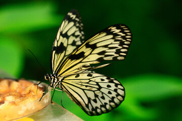 
wild colorful exotic butterfly on green leaf and blurred background in the jungle