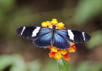 blue butterfly