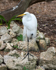 White Heron Stock Photos. Great White Heron close-up profile view standing on moss rock displaying beautiful white fluffy feathers plumage with a background in its environment and habitat.