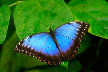 
wild colorful exotic butterfly on green leaf and blurred background in the jungle