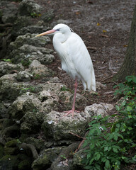 Great White Egret Stock Photo. close-up profile view standing on moss rock displaying beautiful white fluffy feathers plumage by the water with a background in its environment and habitat.