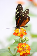 orange butterfly