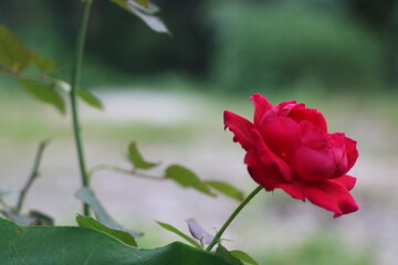 red rose