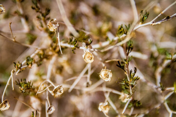 plant with fuzzy curls
