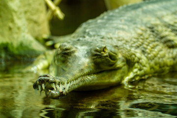 wild green gavial in nature in the lake