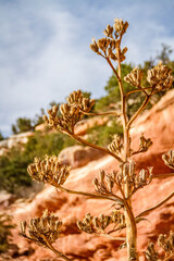 plant in the red rocks