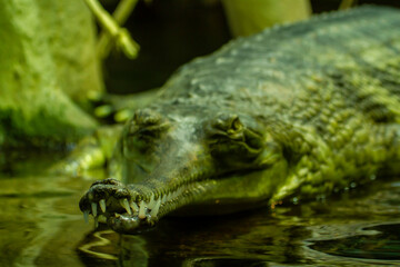 wild green gavial in nature in the lake