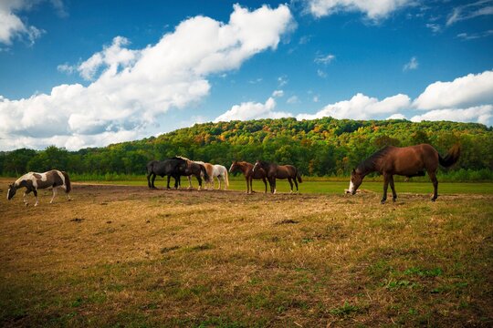 This image shows multiple majestic horses grazing amongst epic remote landscape.