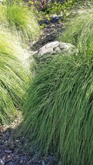 Fototapeta premium grass in the garden