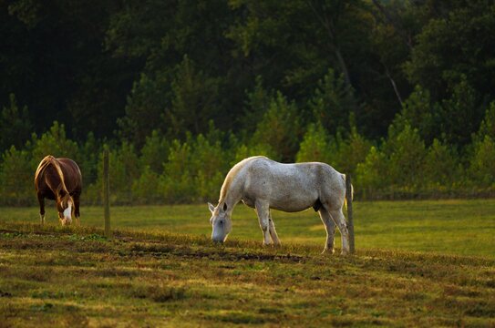 This serene image shows two beautiful horses grazing together in open farmlands. 