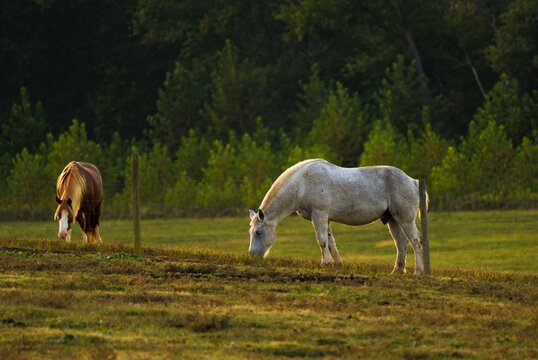 This idyllic image shows two horses in a rural landscape during sunset.  