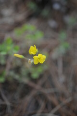 Yellow flowers met in the mountains 산에서 만난 노란꽃