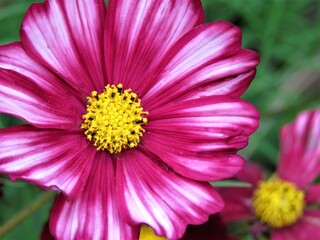 Obraz premium Hot pink flower with yellow center