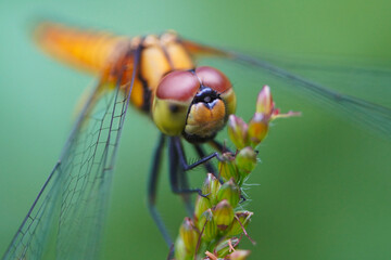Close up of shot of a Dragonfly from kerala